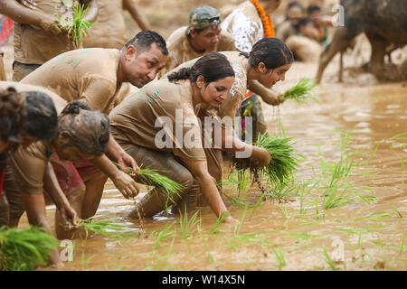 Die Bauern Pflanzen die Ernte von Reis in schlammigen Wasser während des Festivals. Landwirte, die nationalen Paddy Tag Festival auf'Asar 15' der Nepalesischen Kalender feiern und das jährliche Reis Pflanzsaison beginnt. Stockfoto