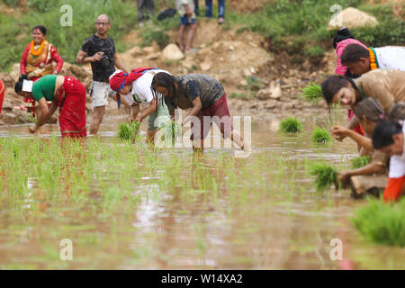 Die Bauern Pflanzen die Ernte von Reis in schlammigen Wasser während des Festivals. Landwirte, die nationalen Paddy Tag Festival auf'Asar 15' der Nepalesischen Kalender feiern und das jährliche Reis Pflanzsaison beginnt. Stockfoto