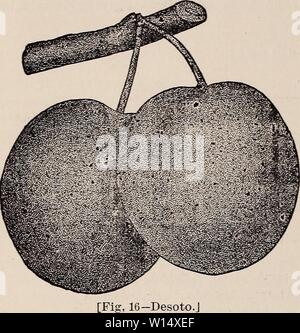 Archiv Bild von Seite 29 der beschreibenden Katalog von Iowa Baumschule. Beschreibender Katalog der Iowa Baumschule gewachsen Evergreens, Obstbäumen und blühende Pflanzen und Zierpflanzen Gebüsch. descriptivecatal 1894 scot Jahr: 1894 26 SCOTCH' GROVE BAUMSCHULE. IP-L TJ Ixil S Pflaumen tun, am besten in einem schwerer und feuchteren Boden als für die Apple, zehn Meter auseinander, in den Zeilen 25 bis 30 Meter auseinander. Anlage etwa Desoto. () - Baum eine faire Anbauer, sehr produktiv, Bären Junge. Obst Medium: helles Rot oder Gelb marmoriert rot, süss, fast frei von ascerbity von Haut und Fleisch; einer der, wenn nicht das beste für kulinarische purpo - Stockfoto