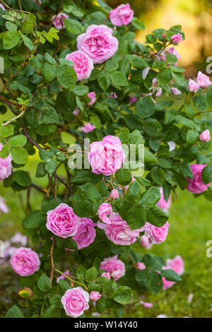 Die berühmte Rosa Centifolia Foliacea (Die Provence Rose oder Kohl Rose) ist eine hybride stieg um Niederländische entwickelt Rose bredersin den Zeitraum zwischen dem 17 t Stockfoto