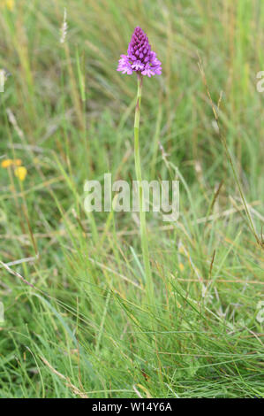 Rosafarbene Blütenköpfe einer pyramidenförmigen Orchidee (Anacamptis pyramidalis), die auf rauer Weide wächst. Rye Harbour Nature Reserve. Rye, Sussex, Großbritannien Stockfoto