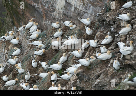 Basstölpel Morus Bassana Kolonie Hermaness NNR auf Unst Shetland Juni Stockfoto