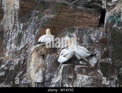 Basstölpel Morus Bassana Kolonie Hermaness NNR auf Unst Shetland Juni Stockfoto