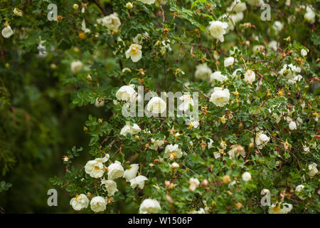 Rosa pimpinellifolia, die Burnett Rose (auch bekannt als Scotch Rose), die insbesondere in Schottland, wo es traditionell Referenz zugeordnet ist Stockfoto