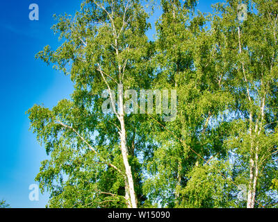Logger Mit Kettensage Trimmen Gliedmassen Auf Gefallte Baum