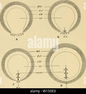 Archiv Bild ab Seite 101 für die Entwicklung der Küken. Die Entwicklung der Küken: eine Einführung in die embryologie. developmentofchi 02 lill Jahr: 1936 82 DIE ENTWICKLUNG DER KÜKEN entoderm für einen beträchtlichen Zeitraum nach der Bildung der Kopf - falten. Einen Längsschnitt zeigt den Kopf-Prozess als ein append-Alter auf dem vorderen Ende des Primitivstreifens, oder die primitive Knoten (Abb. 42). m.n. Abb. 43. - Diagramme der Theorie der concrescence zu veranschaulichen, wie der Primitivstreifen des Vogels angewendet. Der zentrale Bereich, der durch die gestrichelte Linie begrenzt stellt die Zona pellucida Bereich; Ex Stockfoto