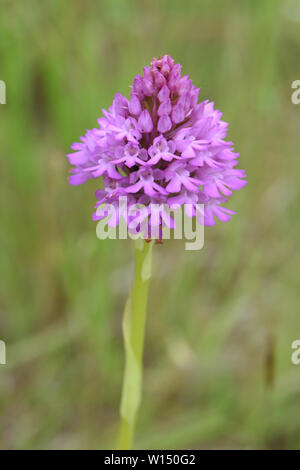 Rosafarbene Blütenköpfe einer pyramidenförmigen Orchidee (Anacamptis pyramidalis), die auf rauer Weide wächst. Rye Harbour Nature Reserve. Rye, Sussex, Großbritannien Stockfoto