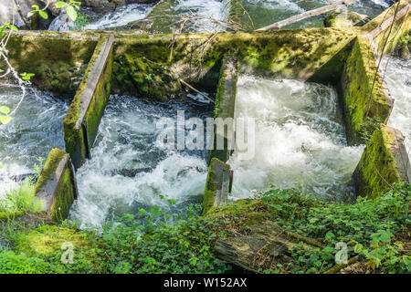 Eine Ansicht einer Fischtreppe hinter Tumwater fällt im Staat Washington. Stockfoto