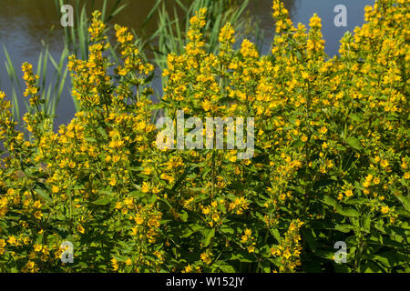 Lysimachia ist eine Gattung aus 193 anerkannten Arten von blühenden Pflanzen, die traditionell in der Familie Primulaceae klassifiziert. Stockfoto