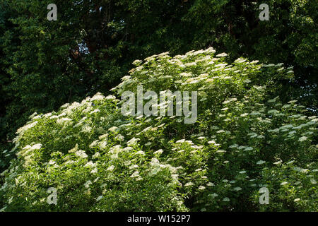 Sambucus ist eine Gattung von Blütenpflanzen in der Familie Adoxaceae. Die verschiedenen Arten sind in der Regel ältere aufgerufen oder Holunder Stockfoto