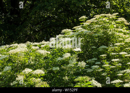 Sambucus ist eine Gattung von Blütenpflanzen in der Familie Adoxaceae. Die verschiedenen Arten sind in der Regel ältere aufgerufen oder Holunder Stockfoto