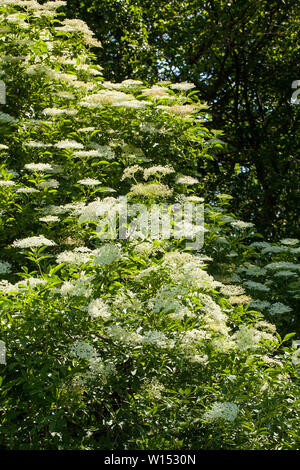 Sambucus ist eine Gattung von Blütenpflanzen in der Familie Adoxaceae. Die verschiedenen Arten sind in der Regel ältere aufgerufen oder Holunder Stockfoto