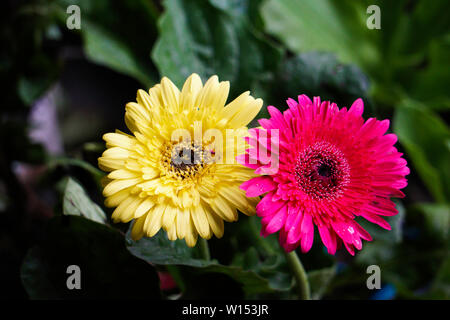 Gelb und Rosa isolierten Blume Bild Stockfoto