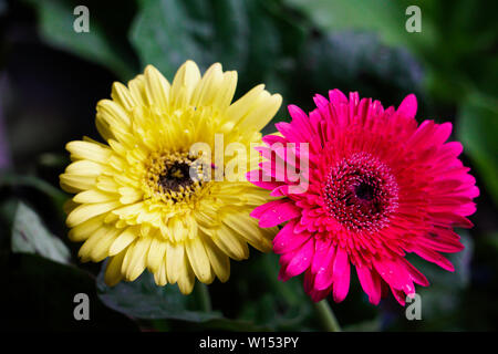 Gelb und Rosa isolierten Blume Bild Stockfoto