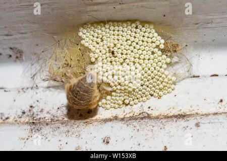 Weibliche Vaporer Motte (Orgyia antiqua) Eier, East Sussex, UK. Stockfoto