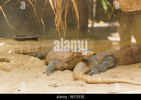 Zwei Eidechsen ruhen auf den Sand und genießen einen warmen Sommertag. Reptilien leben Konzept in einem Zoo und in Gefangenschaft. Konzept der ältesten Tier Stockfoto