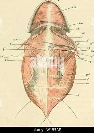 Archiv Bild von Seite 114 Die Anatomie des Frosches Ein. Die Anatomie des Frosches. Ein Handbuch für physiologen, Ã¤rzte und studirende. dieanatomiedesfr 0103 ecke Jahr: 1864-1882 Brustmuskeln. 95 Sehnen dieses und des vorigen die Sehne des Muskels Balatonfüred m.Sterno-radialis. c. Portio abdominalis (Abb. 73, 74 p'). Duges, abdomino-oberarmkopf, n. 69 (port. rippenbögen du grand Pektorale). Zenker, brachio-Abdominalis. Klein, Humero-Abdominalis. Portio abdo - minalis. Abb. 73. This Teil entspricht dem Rippenursprung des m. pedoralis Maior des Men-schen und ins-besondere der Zacke dessel- ben, w Stockfoto