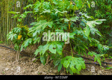 Fatsia Werk Lager schwarze Beeren, die sich in einem tropischen Garten, Fruchtenden Pflanze aus Asien, ziergarten Pflanzen Stockfoto