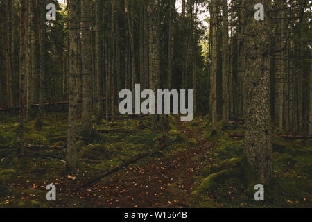 Pfad bedeckt mit Blätter im Herbst führt durch einen Pinienwald in Lettland. Stockfoto