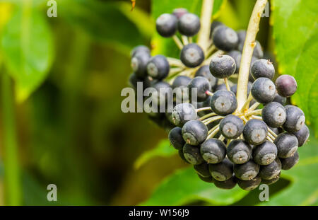 Makro Nahaufnahme eines fatsia Werk Lager reifen schwarzen Beeren, Natur Hintergrund, beliebte tropische Pflanze aus Asien Stockfoto