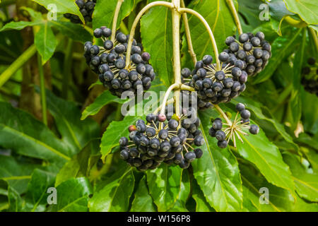 Fruchtkörper fatsia Werk Lager schwarze Beeren, beliebte tropische Pflanze aus Taiwan Stockfoto