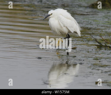 Ein Seidenreiher (Egretta garzetta) Fussel bis seine Federn in einer flachen Lagune. Seinen unverwechselbaren gelben Füße sichtbar sind. Roggen Hafen Naturschutzgebiet, Roggen Stockfoto