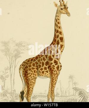 Archiv Bild von Seite 122 Wörterbuch universel d'histoire naturelle Atlas. Stockfoto