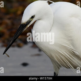 Ein Seidenreiher (Egretta garzetta) hält in seinem Schnabel ein kleiner Fisch es gerade gefangen hat. Roggen Hafen Naturschutzgebiet, Roggen, Hafen, Sussex, UK. Stockfoto