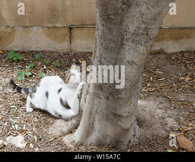 Weiß tigered streunende Katze stretching am Fuß der Baum mit beige Wand im Hintergrund. Stockfoto