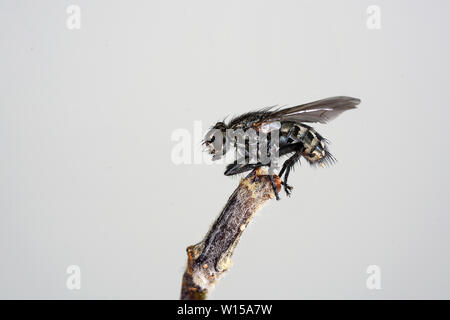 Stubenfliege fotografiert mehrmals scharfe Teile zusammen Stockfoto