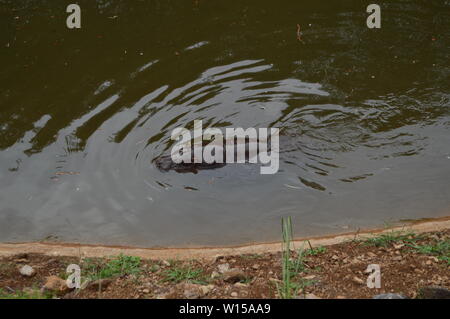 Porträt eines Nilpferds Schwimmen Im Naturpark Parque de la Naturaleza de Cabárceno alte Mine für Eisengewinnung. August 25, 2013. Parque de la Naturaleza de Cabárceno, Kantabrien. Urlaub Nat Stockfoto