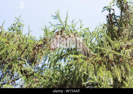 Larix occidentalis-westlichen Lärche Baum. Stockfoto