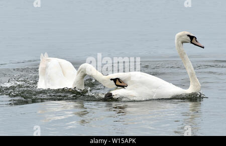 Eine dominante Frau Höckerschwan (Cygnus olor) jagt das Weibchen von einem Untergebenen pair aus einem benachteiligten Fütterung Patch. Sie paaren sich mit der subordin Stockfoto