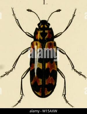 Archiv Bild ab Seite 132 der Wörterbuch universel d'histoire naturelle Atlas. Stockfoto