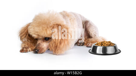 Traurig Toy Pudel Welpen liegen auf weißen Banner Stockfoto