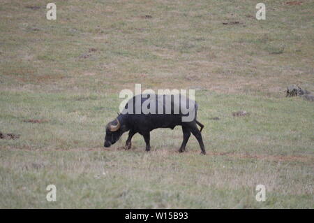 Porträt eines Wasserbüffels Beweidung Im Naturpark Parque de la Naturaleza de Cabárceno alte Mine, die für die Extraktion von Eisen. August 25, 2013. Parque de la Naturaleza de Cabárceno, Kantabrien. Feiertage Stockfoto