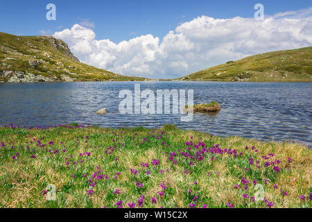 Schönen lila Blumen und Grün und Gelb Gras vor der Rila-gebirge See und Gebirge und felsigen Gipfel von der anderen Seite Stockfoto