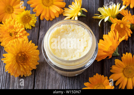 Ein Glas hausgemachte Salbe vom Shea Butter und frischem calendula Blüten erfolgen Stockfoto