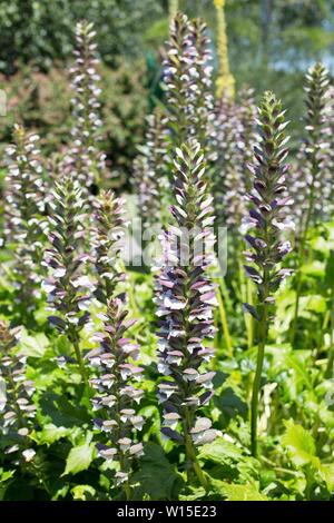 Acanthus Mollis, die im Allgemeinen als tragen Latzhosen Blumen bekannt. Stockfoto