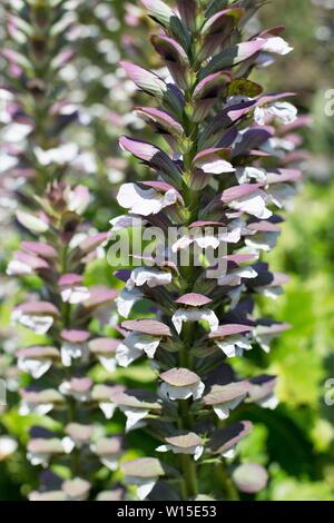 Acanthus Mollis, die im Allgemeinen als tragen Latzhosen Blumen bekannt. Stockfoto