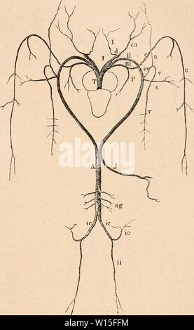 Archiv Bild ab Seite 146 von Wörterbuch de Physiologie (1909). Wörterbuch de Physiologie. dictionnairedeph 08 reiche Jahr: 1909 GRENOUILLE. 137 Donne les Trois interosseuses suivantes dorsales, qui se subdivisent en artÃrioles dans la peau. Enfin, de l'artÃ ¨ re dorsale pÃdieuse Teil une artÃ ¨ re interosseuse, qui irrigue les Muskeln et la peau de la plante du Pied; Elle s'Anastomose avec Les rameaux perforants qui viennent De interosseuses dorsales. 30 Le tronc Pulmo - cutanÃ (III) Vient du quatriÃ¨me arc Branchial; c'est le plus infÃrieur des Trois des troncs Ne du bulbe artÃriel; il Conduit Stockfoto