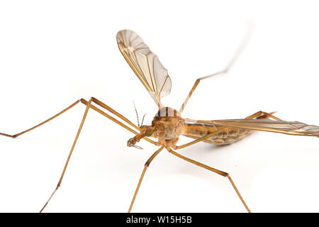 Cylindrotominae oder lange-bodied craneflies auf weißem Hintergrund. Hochauflösendes Foto. Stockfoto