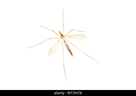 Cylindrotominae oder lange-bodied craneflies auf weißem Hintergrund. Hochauflösendes Foto. Volle Tiefenschärfe Stockfoto