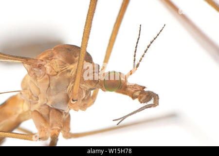 Cylindrotominae oder lange-bodied craneflies auf weißem Hintergrund. Hochauflösendes Foto. Stockfoto