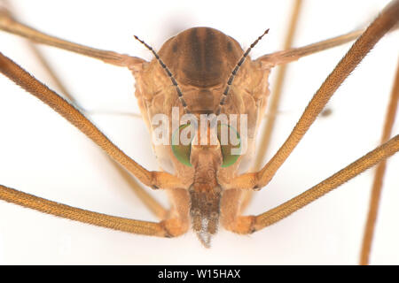 Cylindrotominae oder lange-bodied craneflies auf weißem Hintergrund. Hochauflösendes Foto. Stockfoto