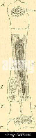 Archiv Bild ab Seite 154 der Anatomie des Kaninschens im Sterben. Anatomie des Kaninschens in topographischer und operativer Rücksicht. dieanatomiedeska 00 krau sterben jedes Jahr: 1884 Lüneburg der unteren Extremität. 133 Abb. 64 Ossa Metatarsus, Mittelfufskuochen. Die Mittelfußknochen werdener als Ossa Metatarsus primum, secundum, Ter-tium und quartum bezeichnet. Ihre Zahl beträgt nur vier, und eine Auszeich-nung des Hallux findet nicht statt. Ihre Verbindungen mit den Fußwurzelkno-chen, welche durch flache Gelenkfla-chen eingeleitet werden, wurden reits werden besprochen. Miteinander verbinden sich die Ba Stockfoto