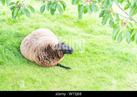 Ein Schaf liegt auf dem Rasen einen Bauernhof und liegt unter einem grünen Baum Stockfoto