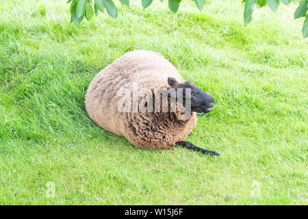 Ein Schaf liegt auf dem Rasen einen Bauernhof und liegt unter einem grünen Baum Stockfoto