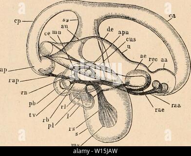 Archiv Bild von Seite 157 Wörterbuch de Physiologie (1909). Wörterbuch de Physiologie. dictionnairedeph 08 reiche Jahr: 1909 U 8 GRENOUILLE. m s est une chambre À parois Cartilagineuses, entiÃ¨rement tapissÃe d'un ÃpithÃlium cylin - drique et pigmentÃ; elle Communique avec la cavitÃ buccale par la Trompe-r/'EusTACHK. A l'intÃrieur de la Caisse du tympan se trouve La columelle (Abb. 51), Baguette osseuse eine terminÃe par Deux renfle- cartilagineux et qui s'applique une d'Teil Vers le milieu de la Membrane lympanique, d'autre Part contre la fenÃªtre ovale. La columelle est l'homologu Stockfoto