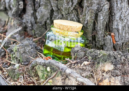 Glasflasche mit Korken Kappe mit grün-gelbe Nektar Öl. Unter einem nadelwald Baum befinden. Das Konzept der Nutzung natürlicher Inhaltsstoffe von Kosmetika eine Stockfoto